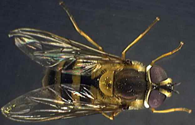 Syrphus ribesii